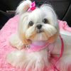 Cute Shih Tzu Dog Paint By Number