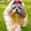 Cute Shih Tzu Paint By Number