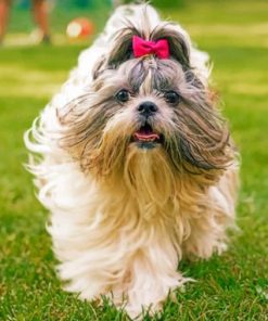 Cute Shih Tzu Paint By Number