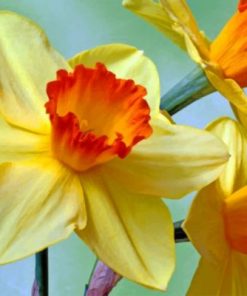 Daffodils Paint By Numbers