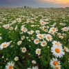 Daisy Field At Sunset Paint By Numbers