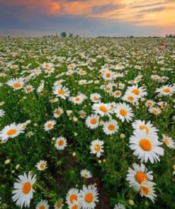 Daisy Field At Sunset Paint By Numbers