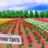 Farm Tomita Paint By Number