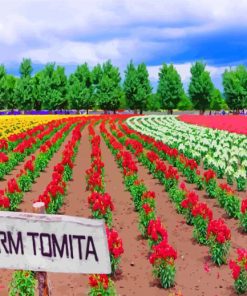 Farm Tomita Paint By Number