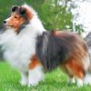 Fluffy Sheltie Paint By Number