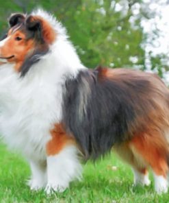 Fluffy Sheltie Paint By Number