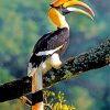 Great Indian Hornbill Paint by number