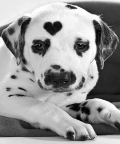 heart-shaped-dalmatian-paint-by-number