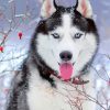 husky-in-snow-paint-by-numbers