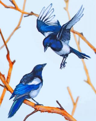 magpie birds Paint by numbers