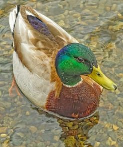 Mmallard-duck-paint-by-numberallard Duck