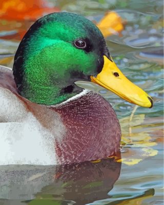 mallard-duck-paint-by-numbers