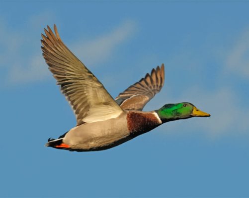 mallard-paint-by-numbers