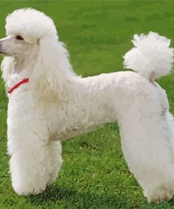 Poodle Dog Paint by numbers