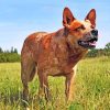 Red Heeler Dog Paint By Numbers