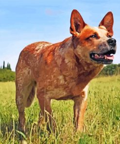 Red Heeler Dog Paint By Numbers