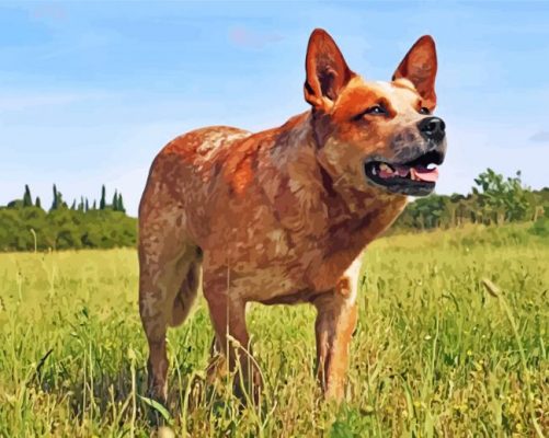 Red Heeler Dog Paint By Numbers