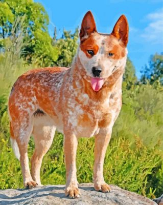 Red Heeler Paint By Number