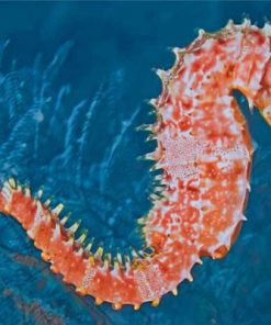 Seahorse Paint By Numbers