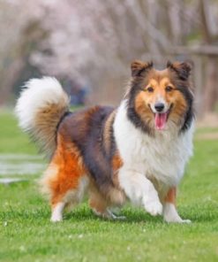 Cute Sheltie Paint By Number