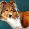 Sheltie Dog Paint By Number