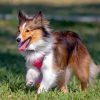 Sheltie Dog Animal Paint By Number