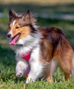 Sheltie Dog Animal Paint By Number