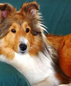 Sheltie Dog Paint By Number