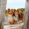 Shelties Dogs Paint By Numbers