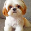 Shih Tzu Paint By Number