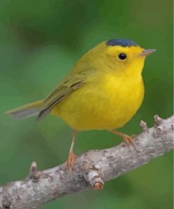 yellow-canary-bird-paint-by-numbers