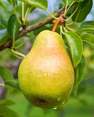 pear on tree paint by number