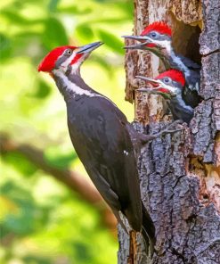 Woodpeckers Paint By Numbers