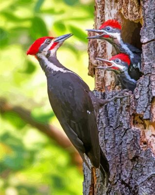 Woodpeckers Paint By Numbers