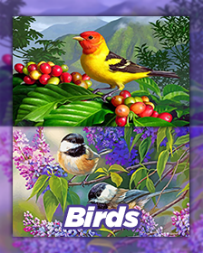 Birds