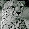 Black And White Cheetah Paint By Number