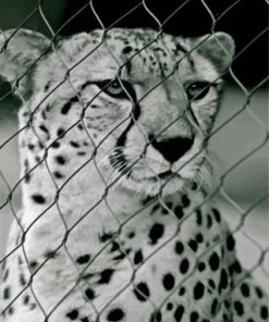 Black And White Cheetah Paint By Number