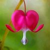 Bleeding Heart Plant paint by number