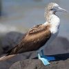 Blue Footed Booby paint by number