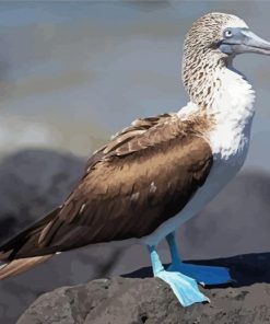 Blue Footed Booby paint by number