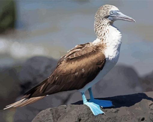 Blue Footed Booby paint by number