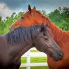 Couple Horses In Love paint by number