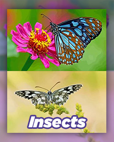 Insects