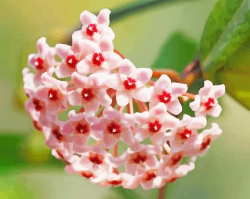 Pink Hoya Flowers paint by number