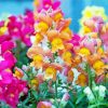 Snapdragons Flowers paint by number