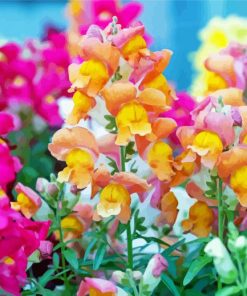 Snapdragons Flowers paint by number