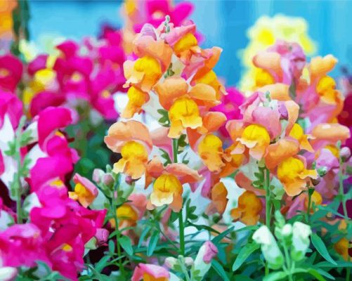 Snapdragons Flowers paint by number