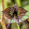 The Black Bat Flower Tacca Chanrier paint by number