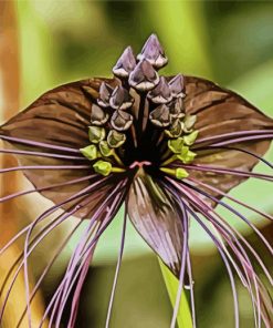 The Black Bat Flower Tacca Chanrier paint by number