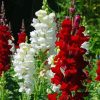 White And Red Snapdragons paint by number